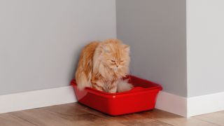 Long haired ginger cat sat in a red litter box