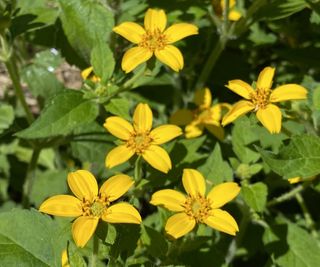 Goldenstar plant