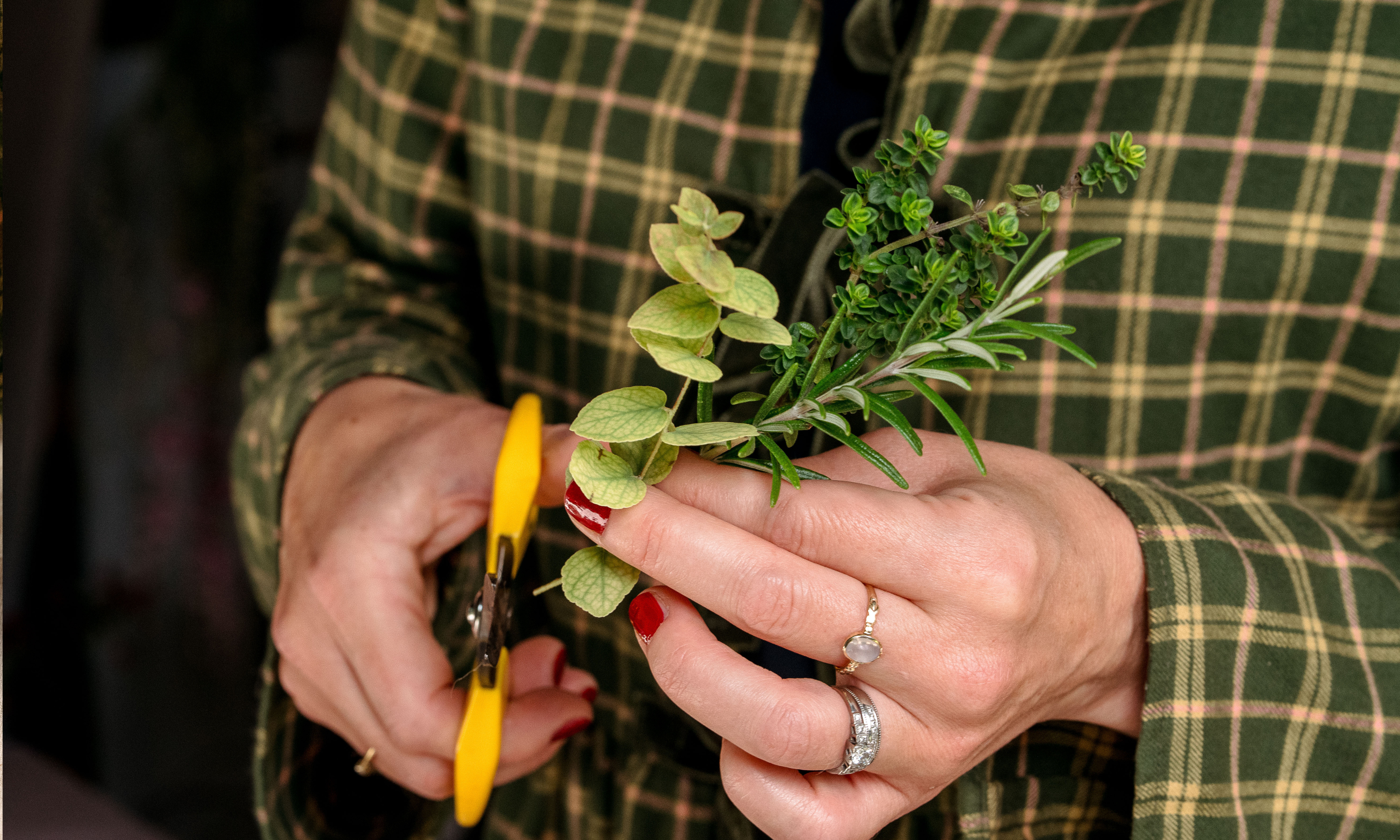 Hands holding herb foliage and scissors snipping the stem ends