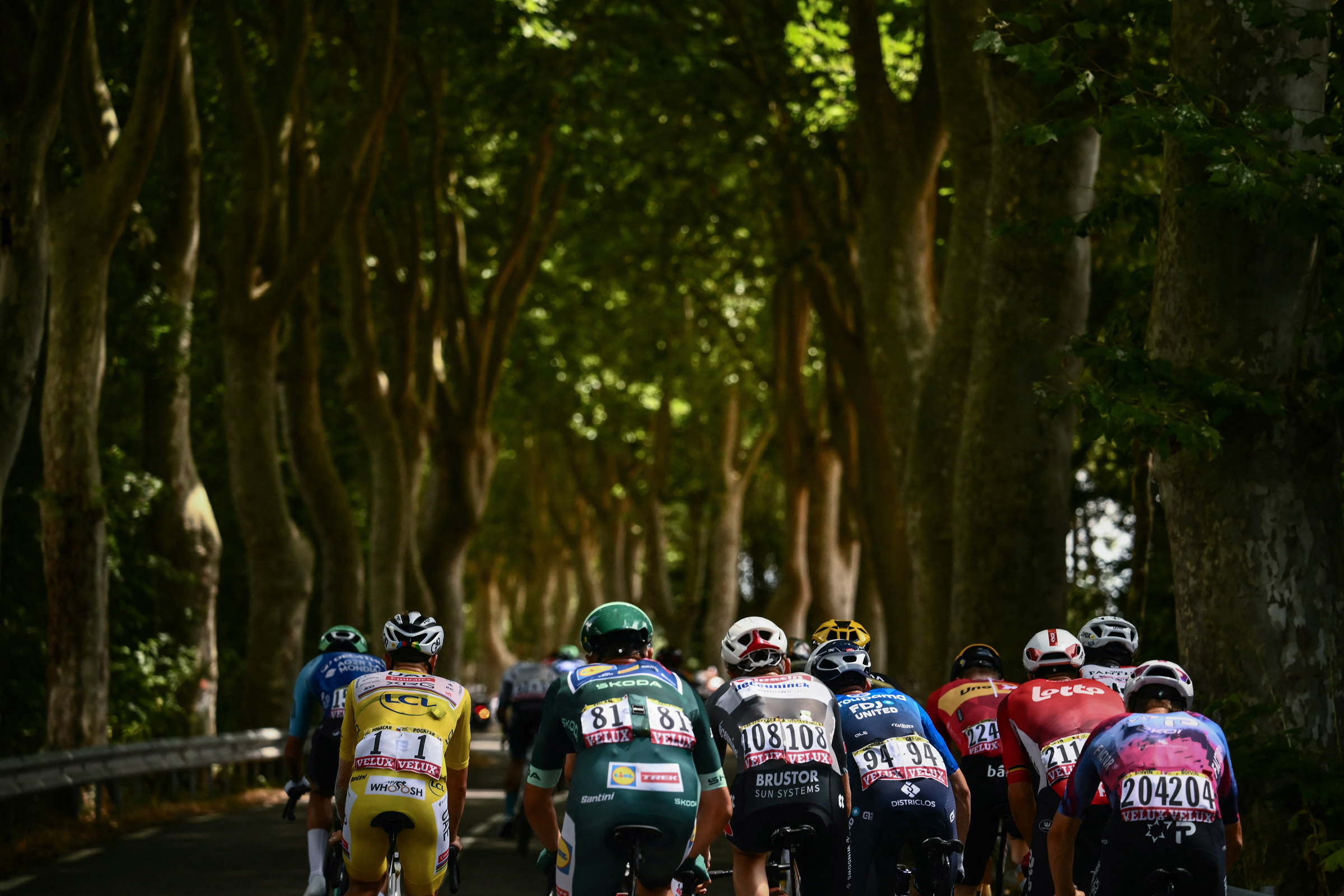 The pack of riders (peloton) cycles on a tree-lined road cycles during the 15th stage of the 112th edition of the Tour de France cycling race, 169.3 km between Muret and Carcassonne, southwestern France, on July 20, 2025. (Photo by Marco BERTORELLO / AFP)