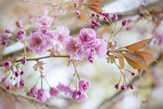 Beautiful soft pink spring Cherry blossom flowers and buds on the Prunus 'Kanzan' tree, a Japanese flowering Cherry tree