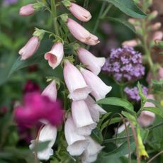 Close up of flowering foxglove plant at the RHS Chelsea Flower Show 2025