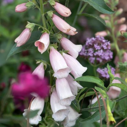 Close up of flowering foxglove plant at the RHS Chelsea Flower Show 2025
