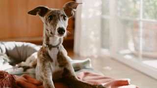 Greyhound sitting in its bed