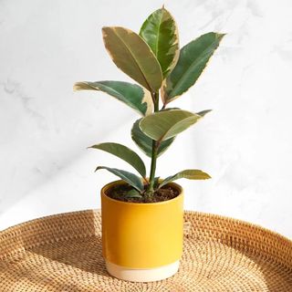 rubber plant in a mustard ceramic pot