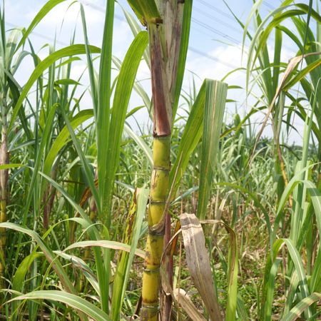 field of sugarcane plants