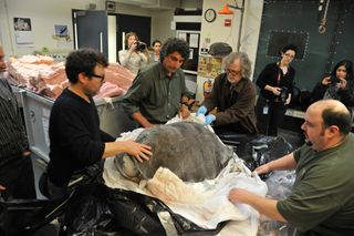 Lonesome George’s frozen remains get a preliminary assessment.