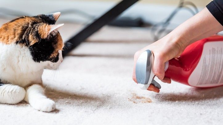 how to stop a cat from pooping on the floor