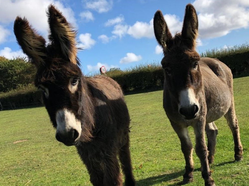 phoebe-and-molly-at-grass.jpg