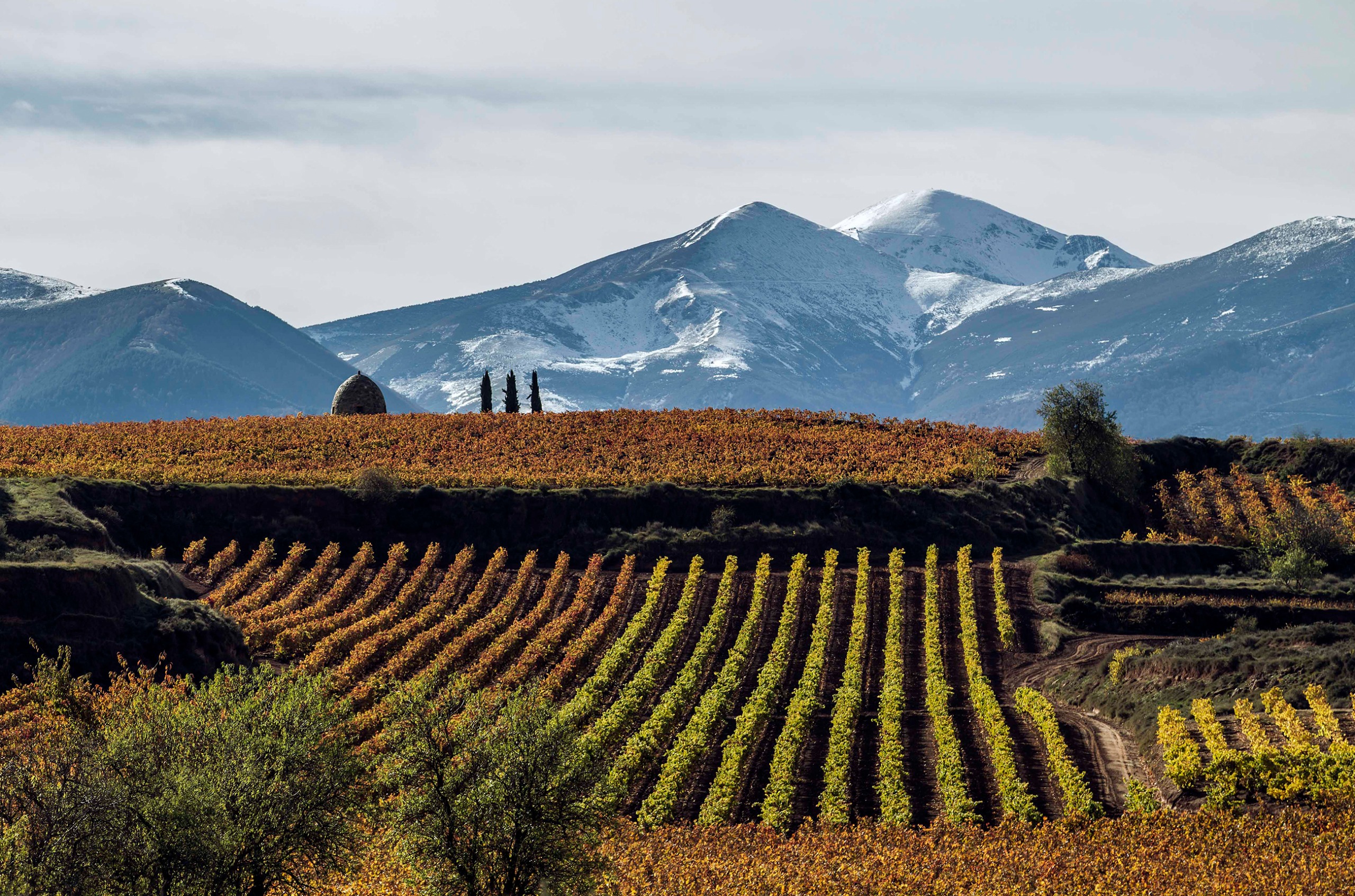Vineyards with mountains in the background
