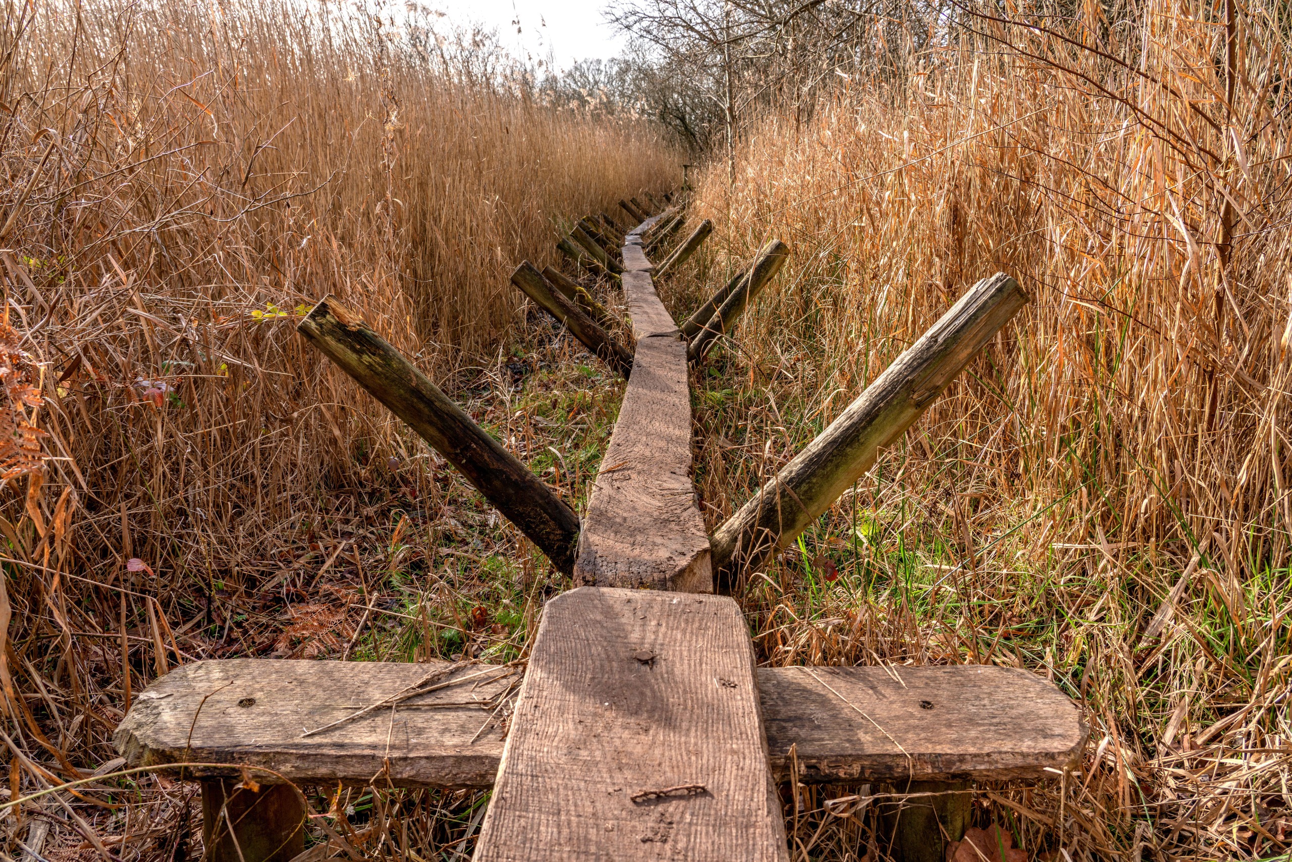 Reconstruction of a prehistoric wooden walkways through dry grasses