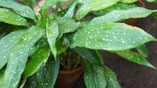 A close-up of a cast iron plant