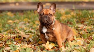 French Bulldog sat in autumn leaves