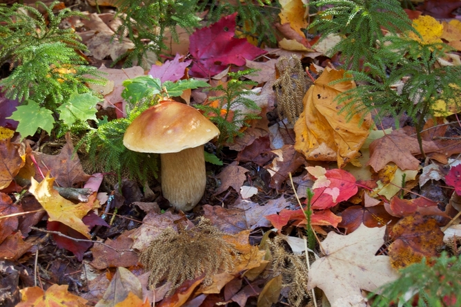 Typical porcini (Boletus edulis var. clavipes) in its natural habitat. This is not one of the newly discovered species (which are only known from the dried remains in the packet).