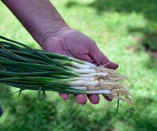 Hands holding freshly harvested bunching onions