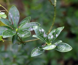 White fungus grows on azalea leaves