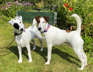 smooth fox terriers named Foxglove and Stanley