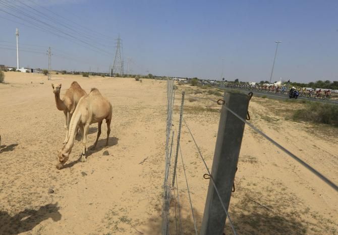 Local wildlife enjoy the sight of the peloton at the Dubai Tour
