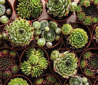 how to make a tile plant pot: selection of Sempervivum 'Mixed'