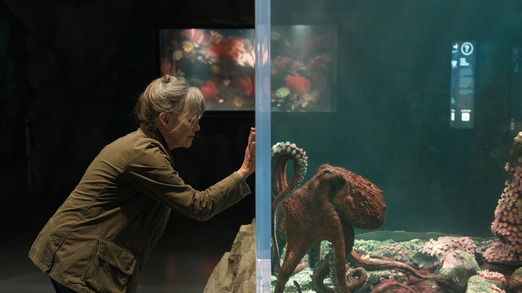 Sally Field in the movie Remarkably Bright Creatures touches the glass at an aquarium. on the other side of the glass is a sentient octopus she is forging a relationship with