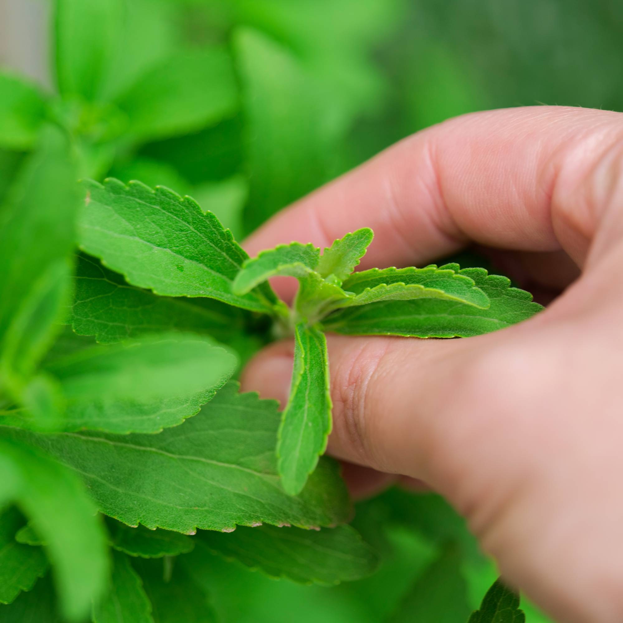 harvesting stevia leaves