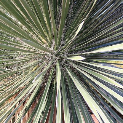 View straight down toward a yucca plant