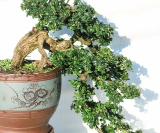 Dwarf jade bonsai tree in a decorative pot