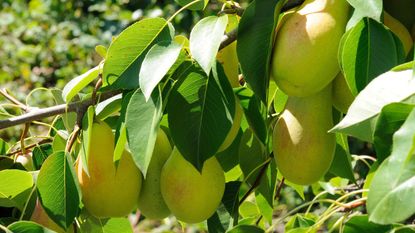 Fruit tree: pears close up