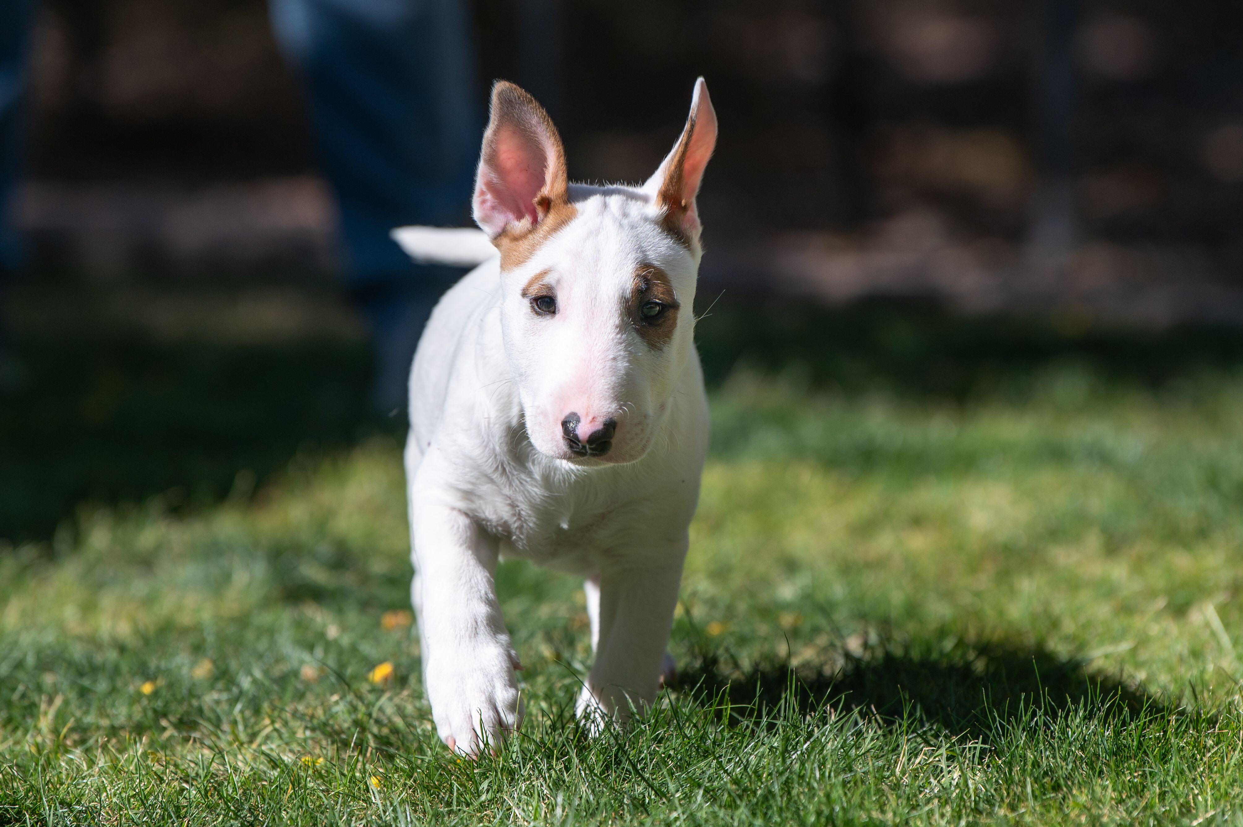 A white Bull Terrier puppy with a brown marking on its ear walks confidently across the grass.