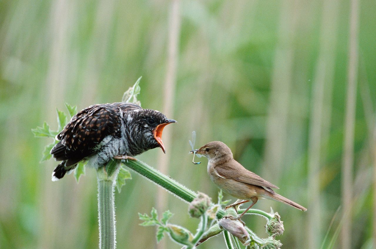 A reed warbler feeding a fledged cuckoo chick with a dragonfly — tiny foster parents keep feeding the cuckoos, even when they&#039;ve witnessed them ejecting their foster-siblings from the nest.