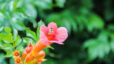 Bee on a cape honeysuckle flower