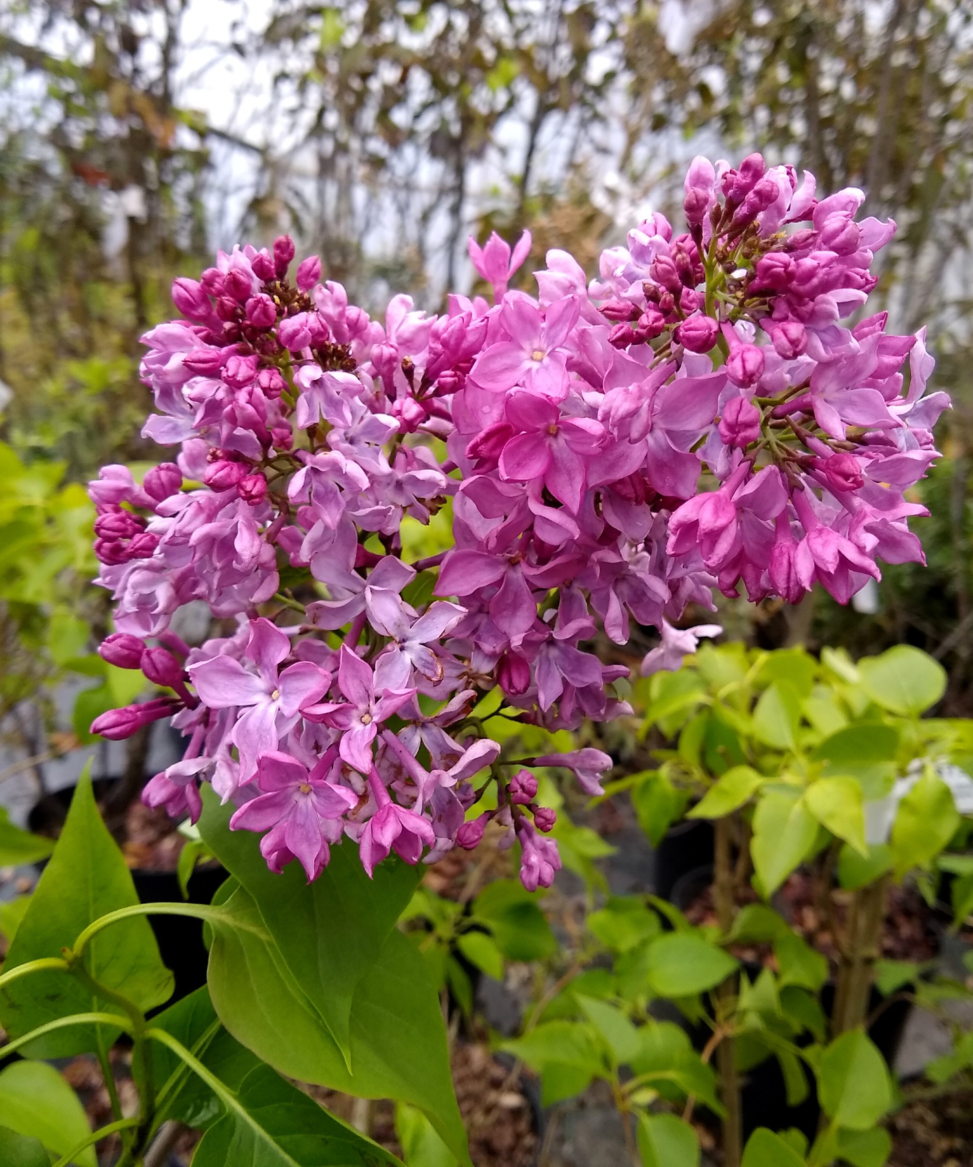 Lilac is the National Garden Bureau's 'Shrub of the Year' 2022 | Homes ...