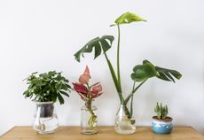 A selection of hydroponic houseplants in clear vases with water