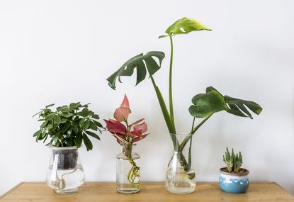 A selection of hydroponic houseplants in clear vases with water