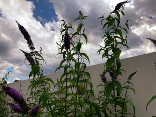 butterfly bush growing by white wall