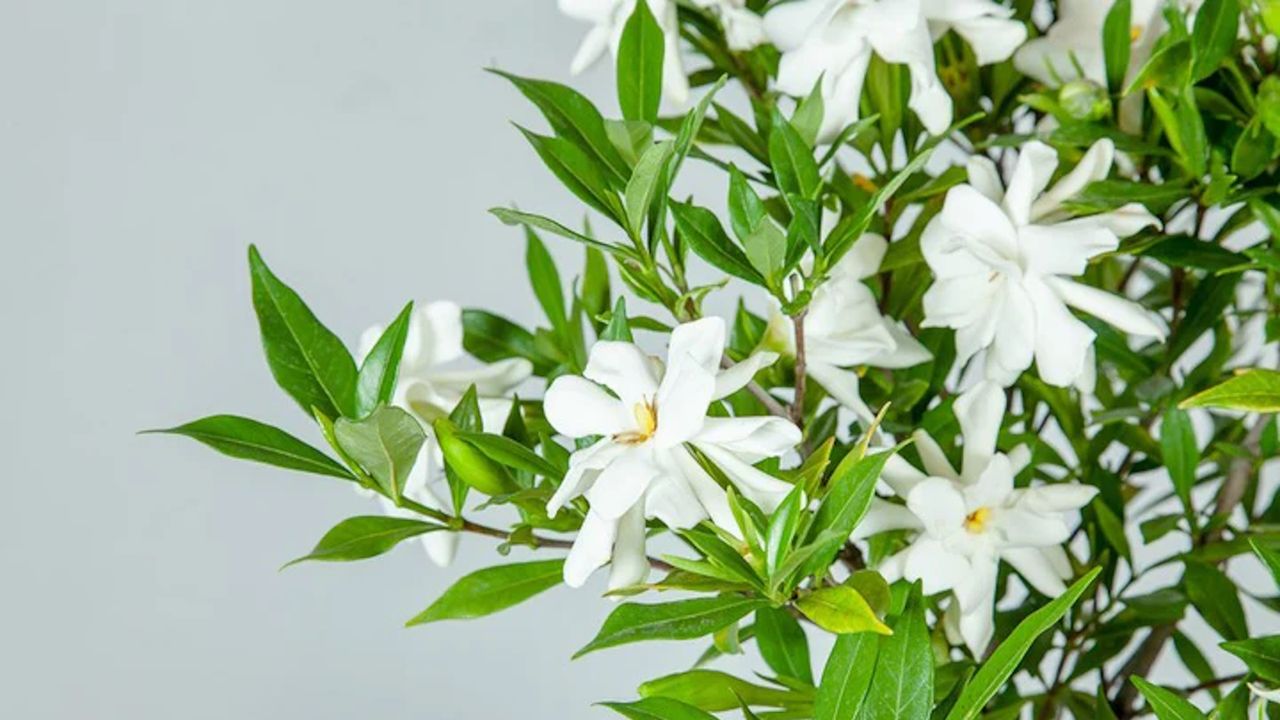 Gardenia &#039;Frost Proof&#039; with white flowers and green foliage