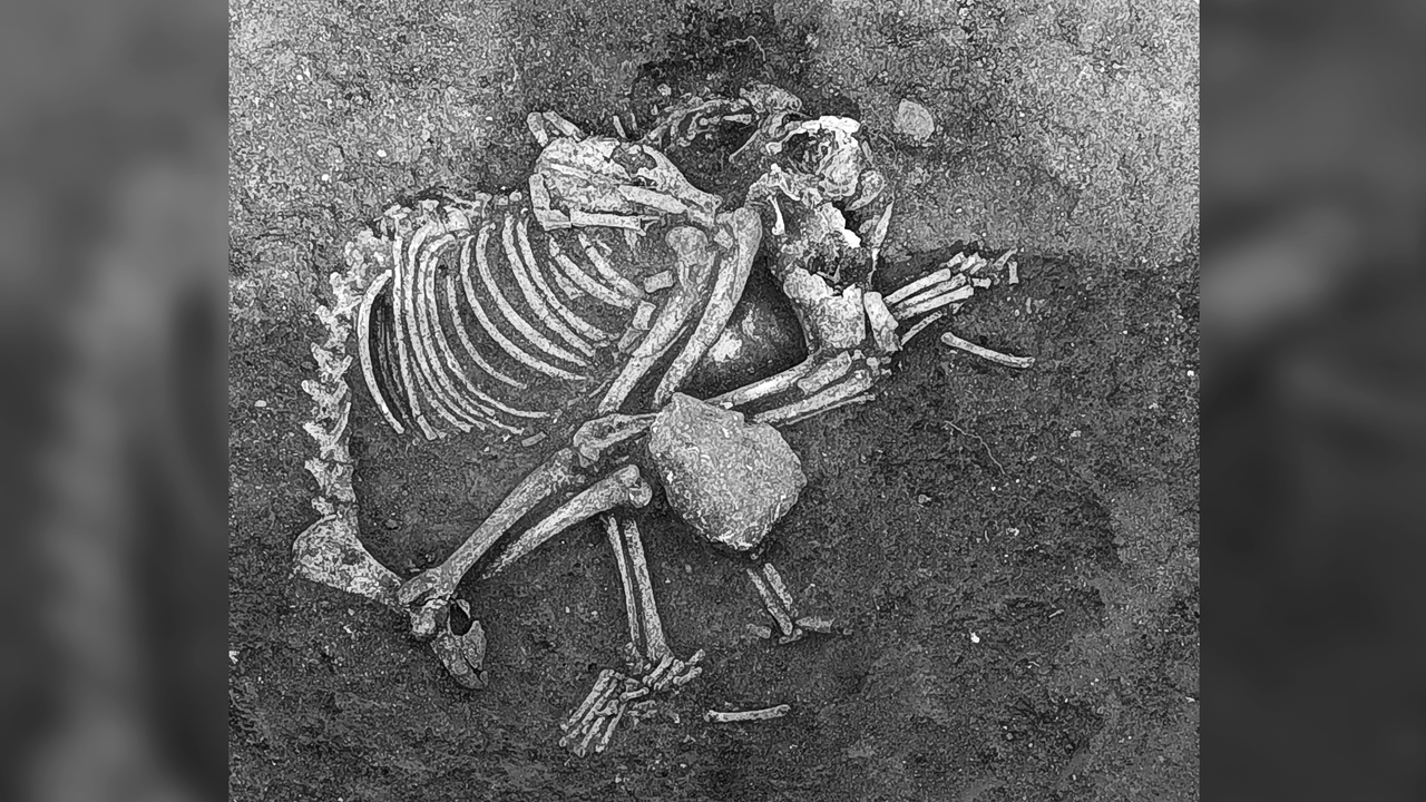  2,500 years ago, people in Bulgaria ate dog meat at feasts and as a delicacy, archaeological study finds 