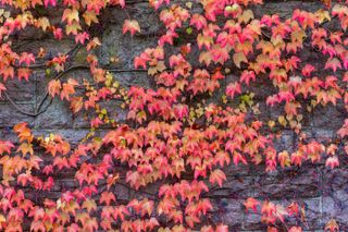 A trailing virginia creeper plant