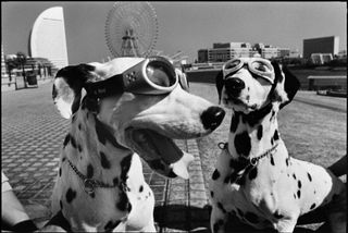 Photograph of dogs wearing glasses by Elliott Erwitt, member of the Magnum Photos agency, and captioned: JAPAN. Yokohama. 2003.