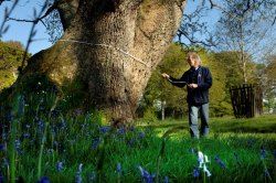 National Trust tree expert