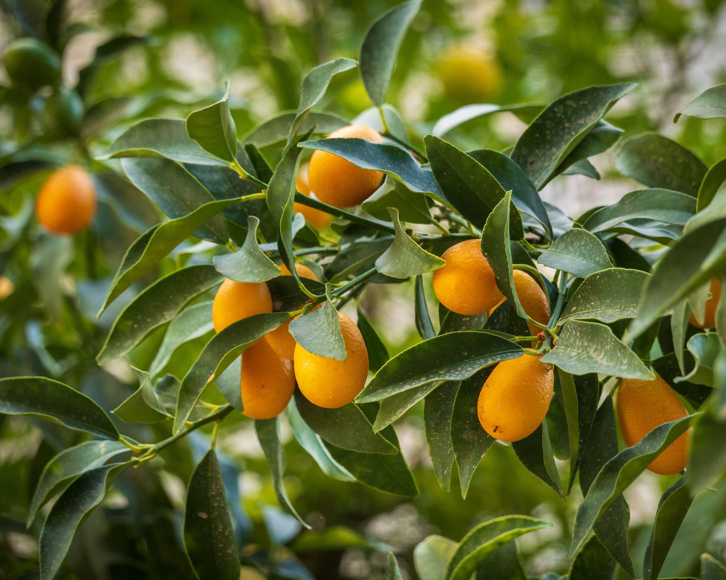 close-up of kumquat fruits on tree
