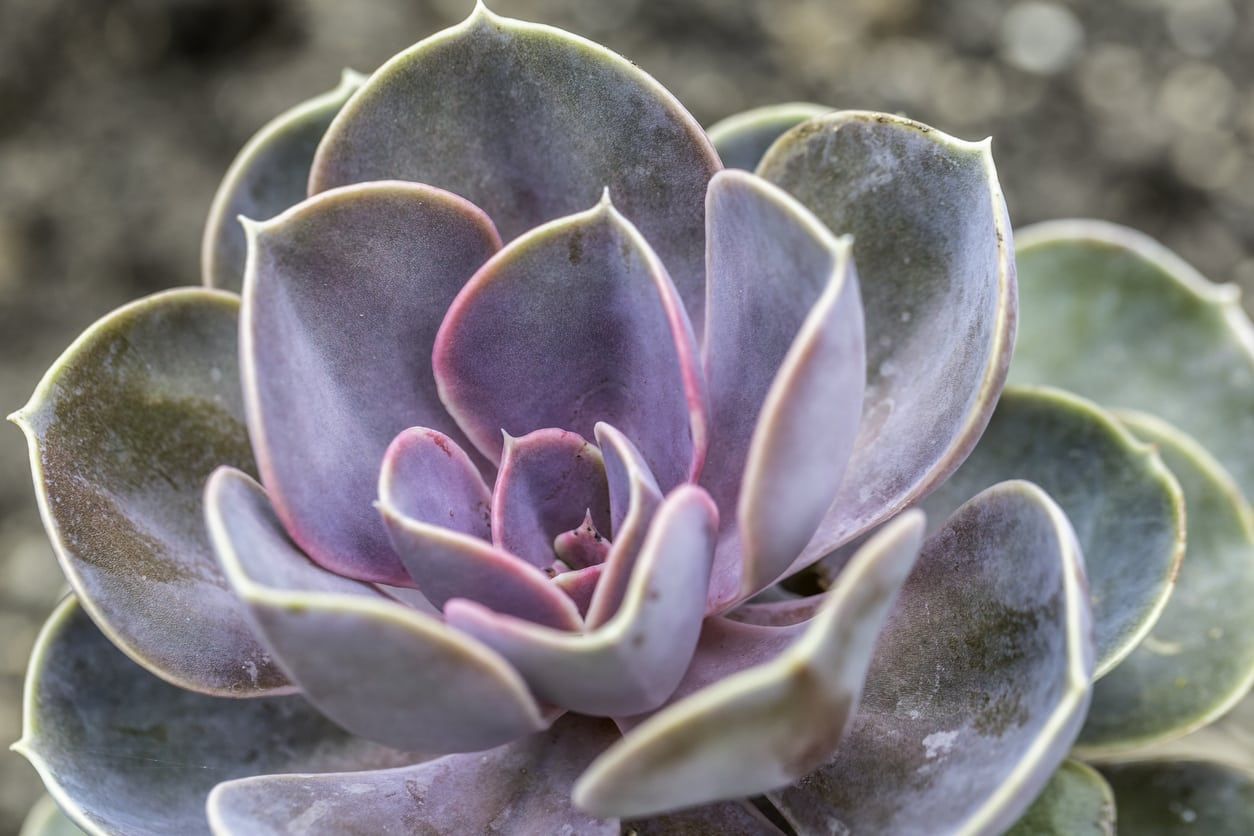 Painted Lady Echeveria Plant