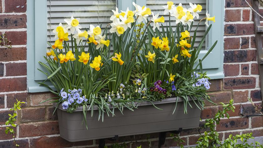 Window box container with daffodils and muscari