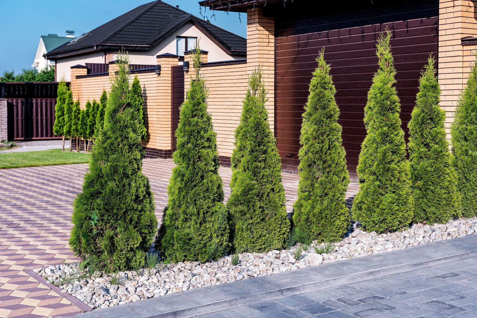 Best Trees For a Fence Line to Add Privacy to Boundaries Livingetc