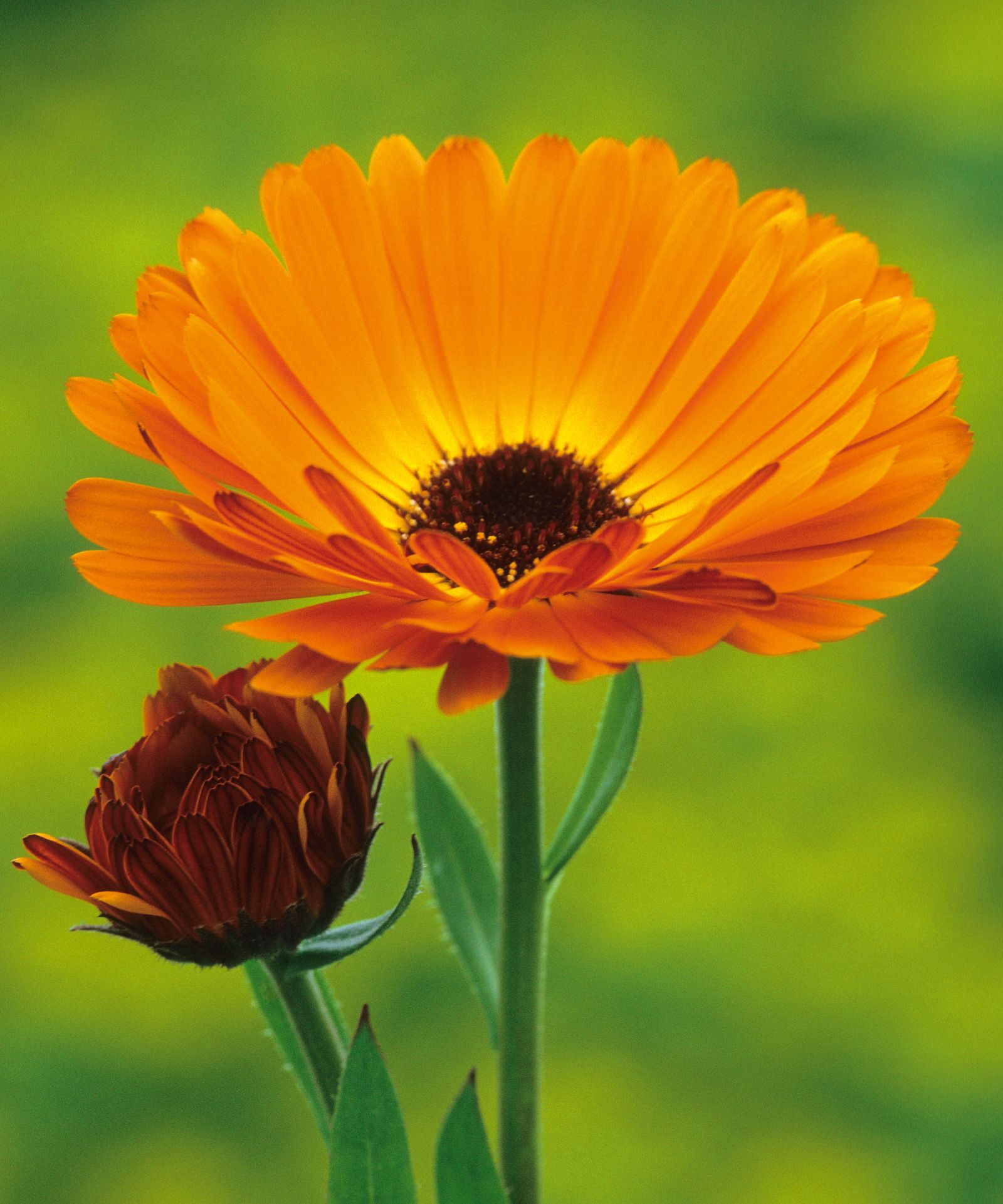 What to plant in March the best veg and flowers to plant Homes & Gardens