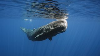 A regular sperm whale swims near the ocean's surface.