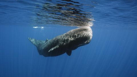 Real-life Moby Dick spotted off the coast of Jamaica | Live Science