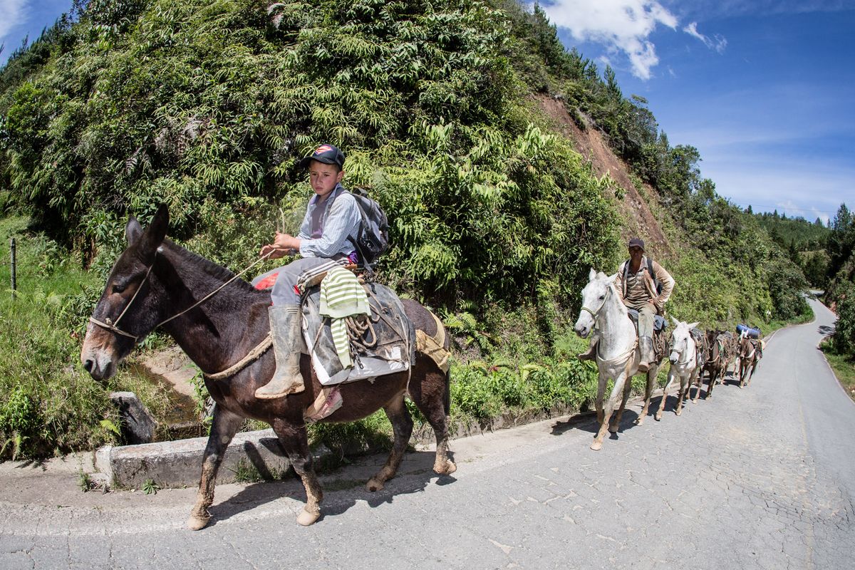 The locals prefer four-legged transportation