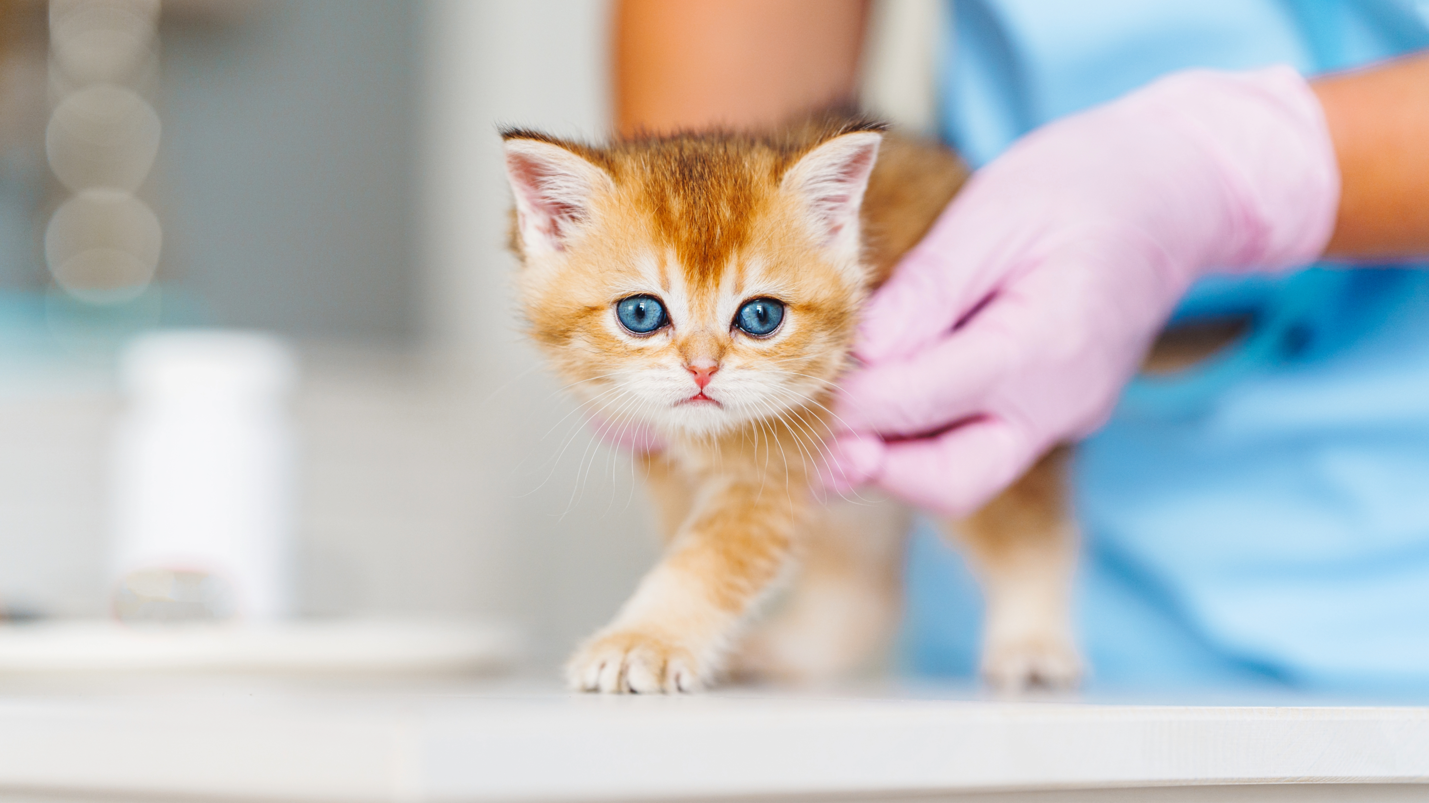 Kitten at vet