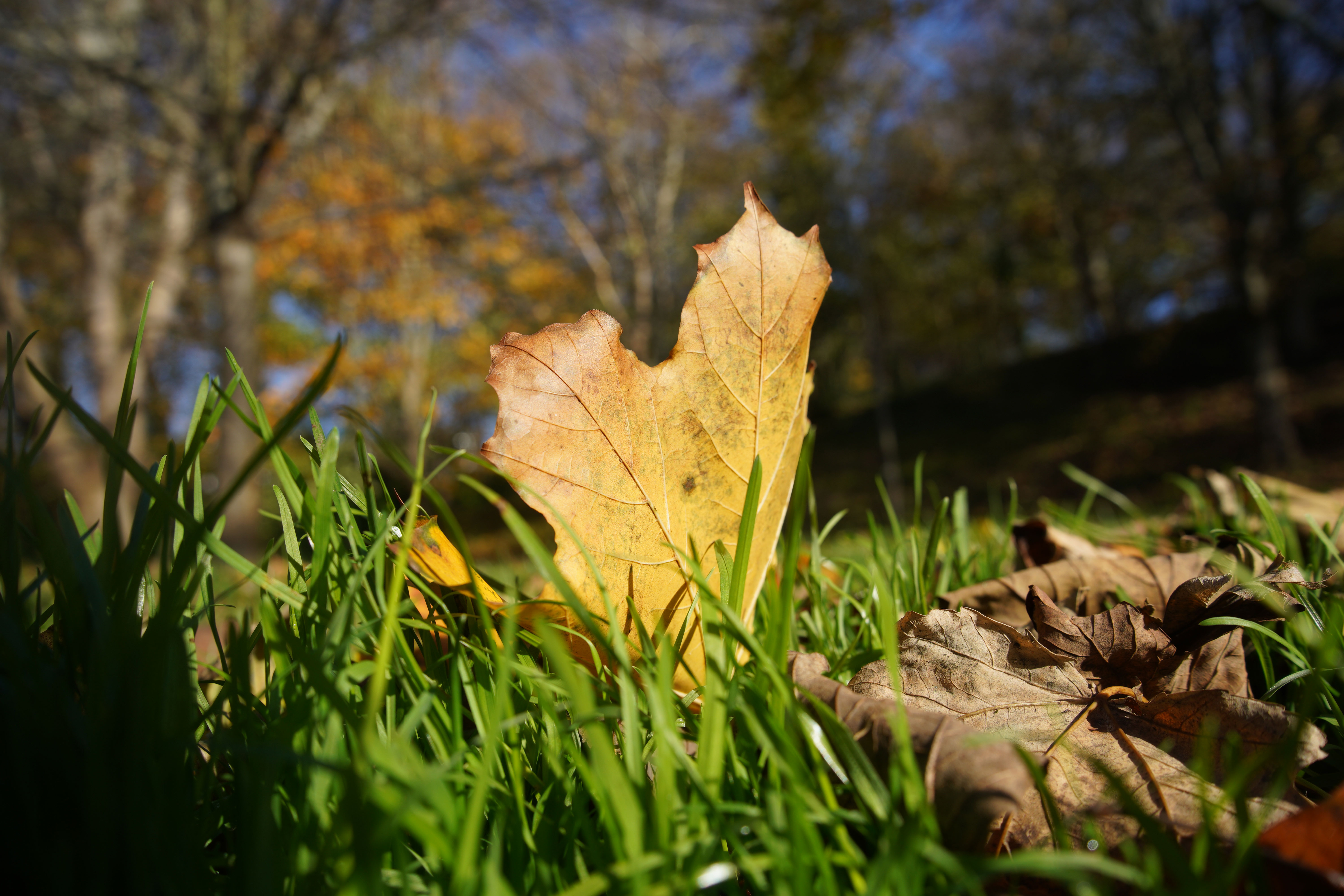 Sony A7C sample image
